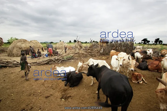 : Mursi Tribe - village with cattle and woman working : Mursi Tribe - village with cattle and woman working