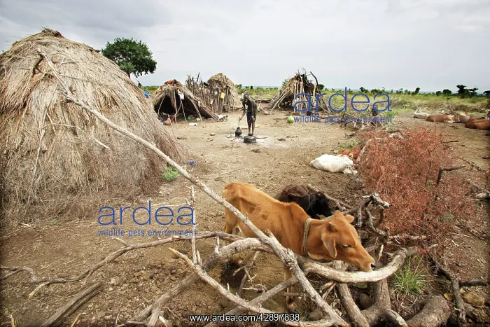 : Mursi Tribe - village with cattle and woman working : Mursi Tribe - village with cattle and woman working