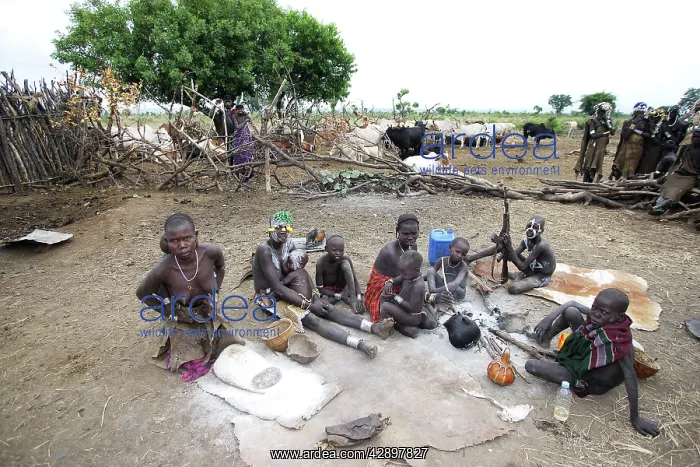 : Mursi Tribe - village with woman working : Mursi Tribe - village with woman working