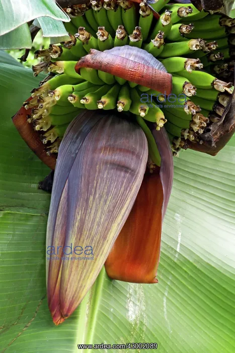 : Musa ssp. - Banana development stage : Musa ssp. - Banana development stage