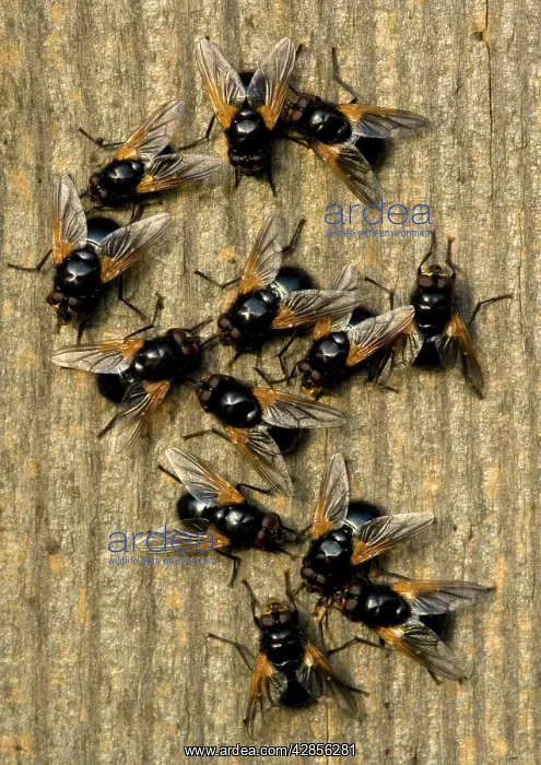  : Muscid Flies