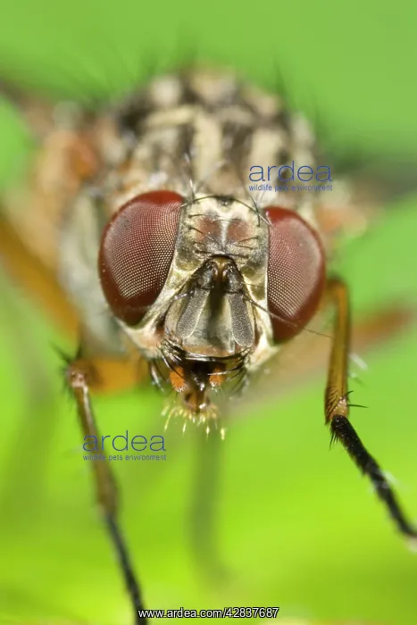 : Muscidae Fly - Eyes and face : Muscidae Fly - Eyes and face
