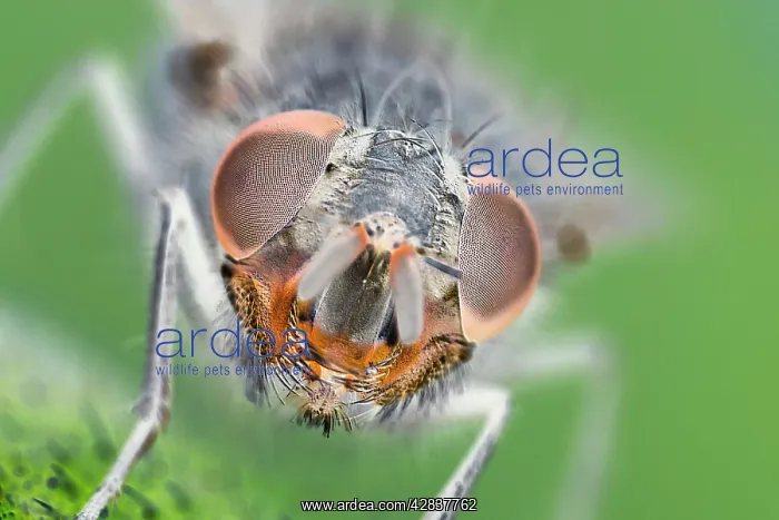 : Muscidae Fly - Eyes and face : Muscidae Fly - Eyes and face