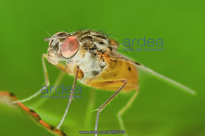 : Muscidae Fly - Resting on leaf : Muscidae Fly - Resting on leaf