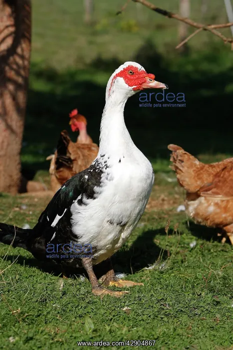  : Muscovy  /  Barbary Duck