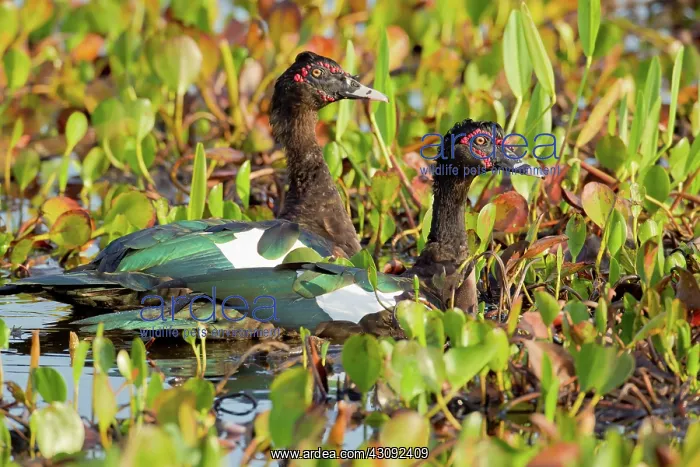 : Muscovy Duck : Muscovy Duck