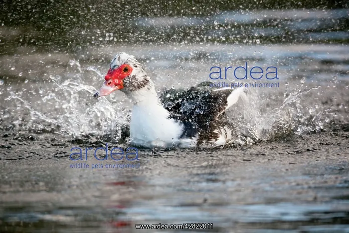 : Muscovy Duck - bathing : Muscovy Duck - bathing