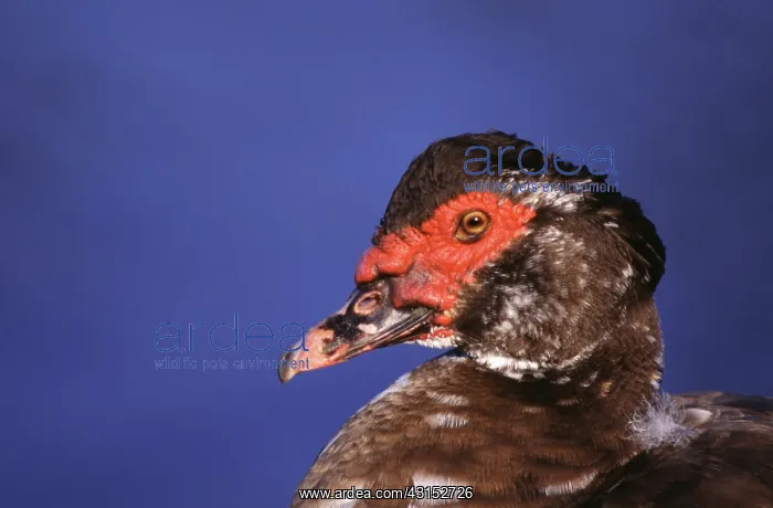 : Muscovy Duck (Cairina moschata) : Muscovy Duck (Cairina moschata)