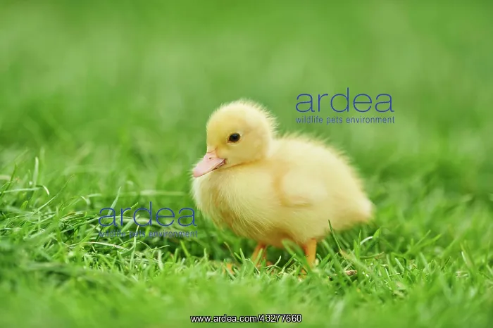 : Muscovy duck (Cairina moschata), chick on a green : Muscovy duck (Cairina moschata), chick on a green