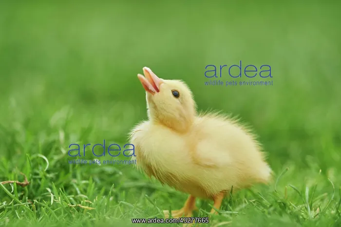 : Muscovy duck (Cairina moschata), chick on a green : Muscovy duck (Cairina moschata), chick on a green