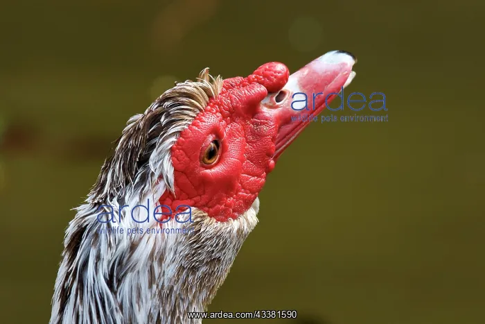 : Muscovy duck (cairina moschata), head, close, red : Muscovy duck (cairina moschata), head, close, red