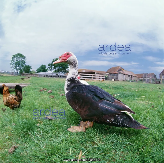 : Muscovy DUCK - with chickens in field : Muscovy DUCK - with chickens in field