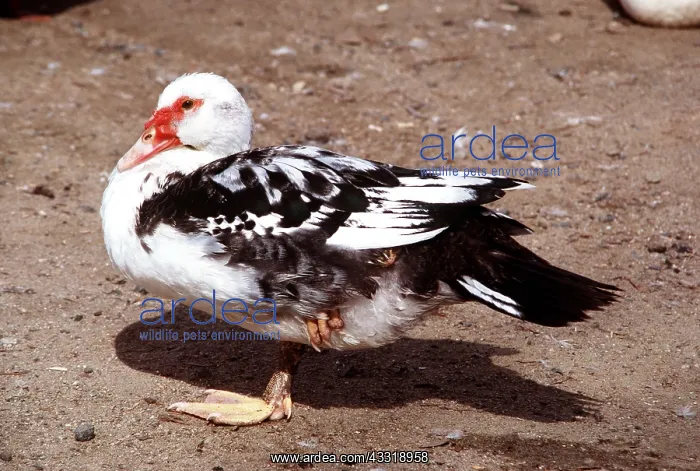 : MUSCOVY DUCK - domestic, side view : MUSCOVY DUCK - domestic, side view