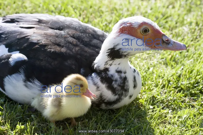 : Muscovy duck and duckling in the grass France : Muscovy duck and duckling in the grass France