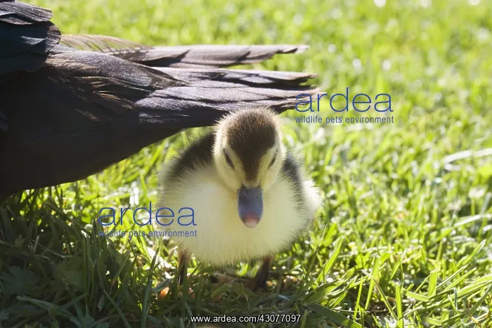 : Muscovy duck and duckling in the grass France : Muscovy duck and duckling in the grass France