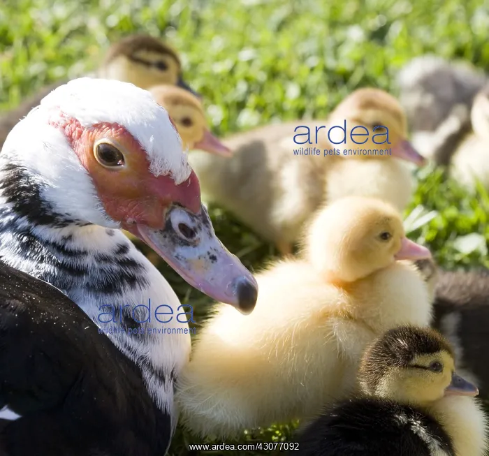 : Muscovy duck and ducklings in the grass France : Muscovy duck and ducklings in the grass France