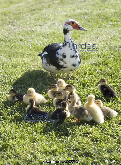 : Muscovy duck and ducklings in the grass France : Muscovy duck and ducklings in the grass France