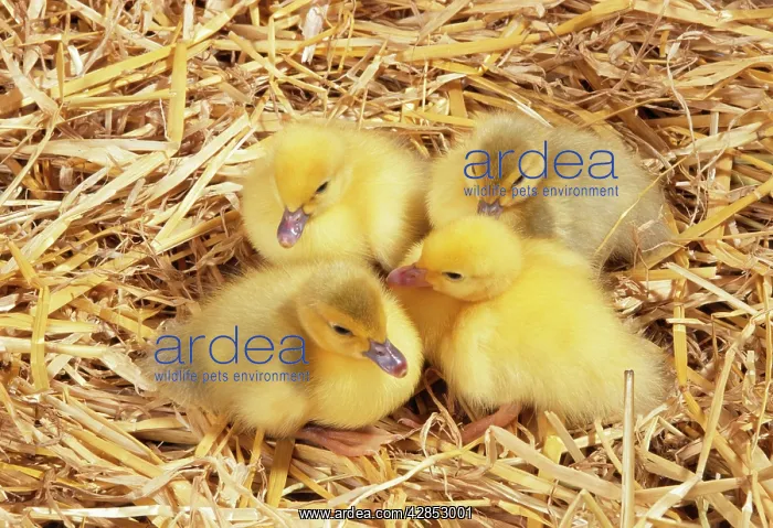  : MUSCOVY DUCK - Ducklings huddled in straw