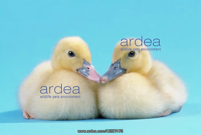  : Muscovy Duck - ducklings kissing