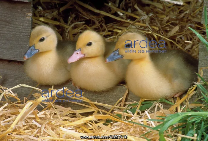  : Muscovy Duck - ducklings x3 in row