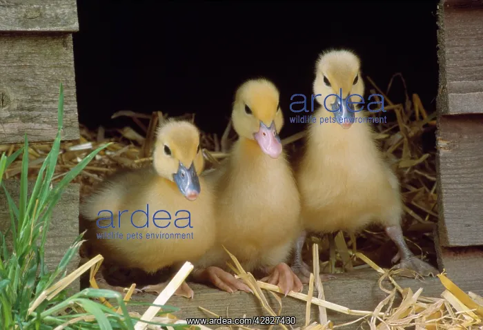  : Muscovy Duck - ducklings x3 in row