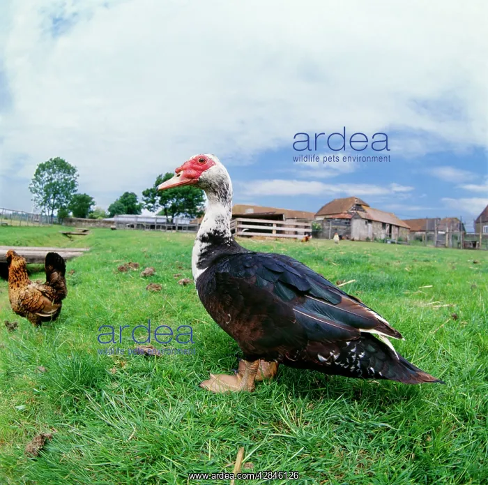 : Muscovy Duck - In field with farm