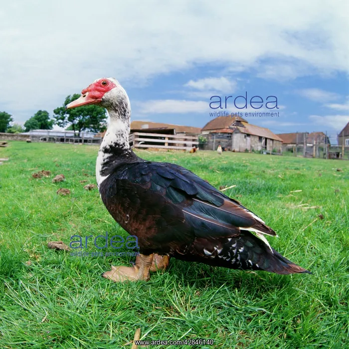  : Muscovy Duck - In field with farm