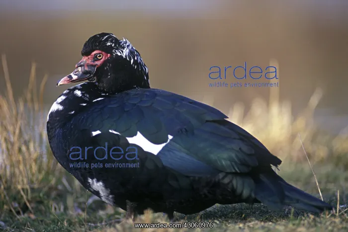 : Muscovy Duck France : Muscovy Duck France