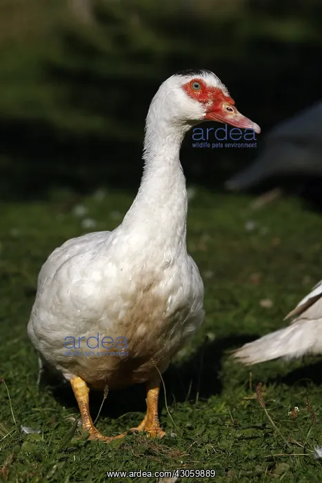 : Muscovy duck in the grass Franche-Comte France : Muscovy duck in the grass Franche-Comte France