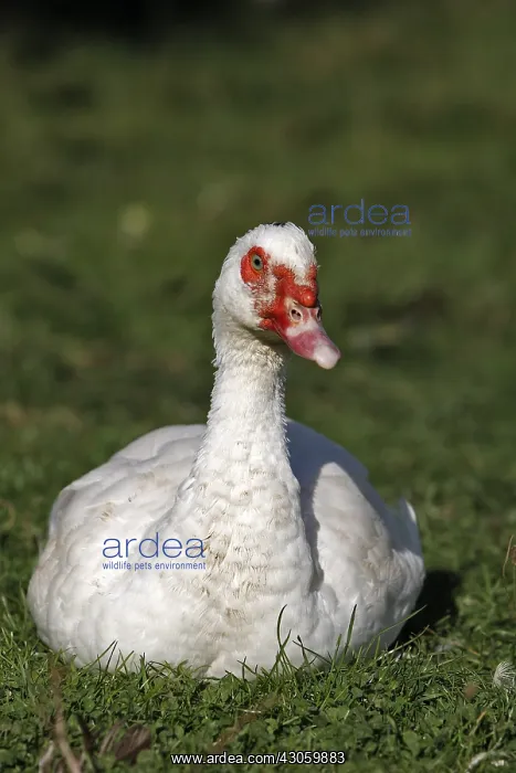 : Muscovy duck lying in the grass Franche-Comte France : Muscovy duck lying in the grass Franche-Comte France