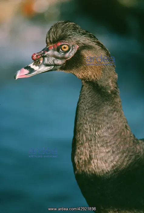 : Muscovy Duck - male : Muscovy Duck - male