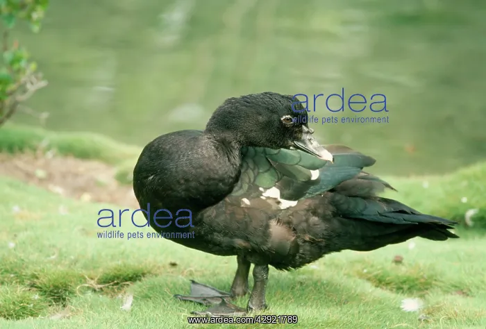 : Muscovy Duck - male, wild : Muscovy Duck - male, wild