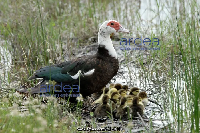 : Muscovy Duck with recently hatched ducklings sheltering : Muscovy Duck with recently hatched ducklings sheltering