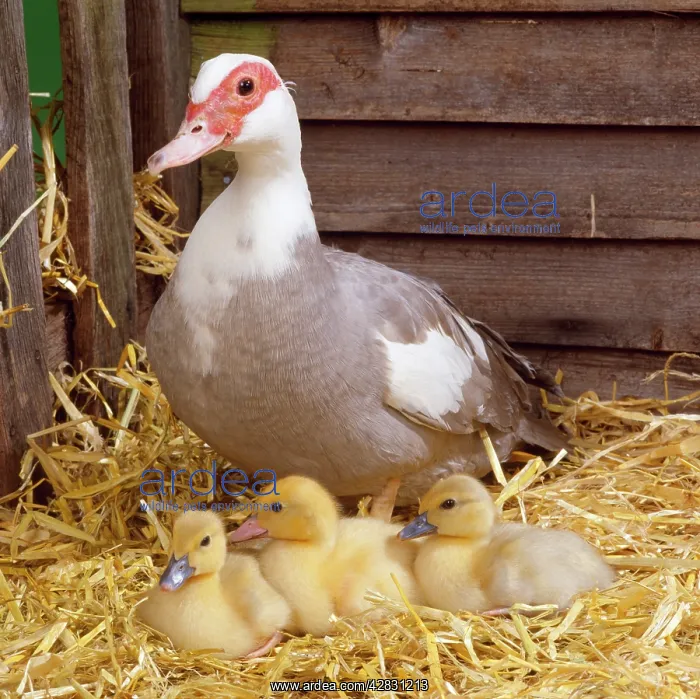  : Muscovy DUCK - with X3 ducklings
