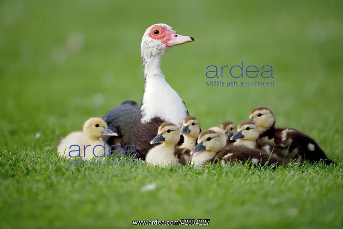 : Muscovy Duck with Young : Muscovy Duck with Young
