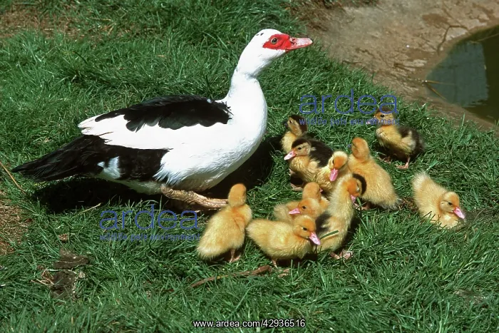 : Muscovy duck with eleven young ducklings : Muscovy duck with eleven young ducklings