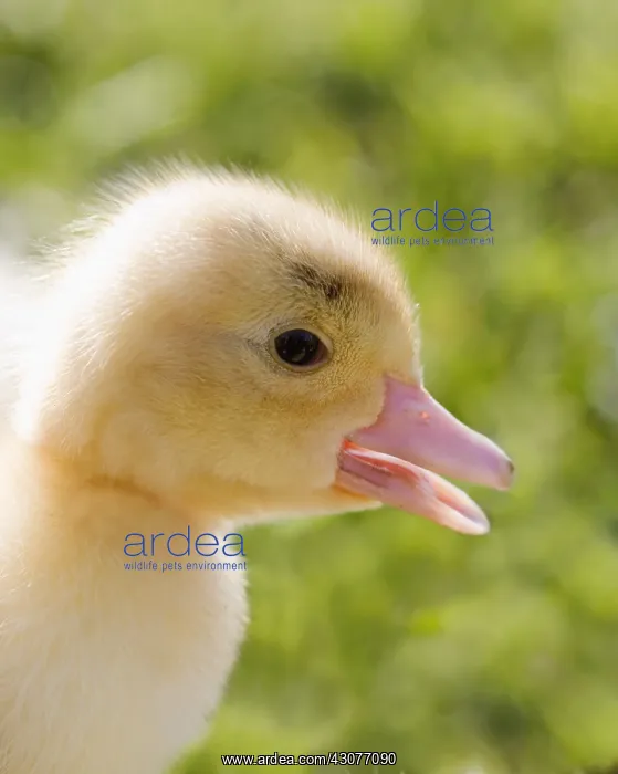 : Muscovy duckling in the grass France : Muscovy duckling in the grass France