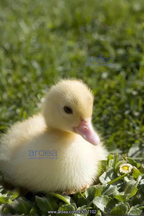 : Muscovy duckling in the grass France : Muscovy duckling in the grass France