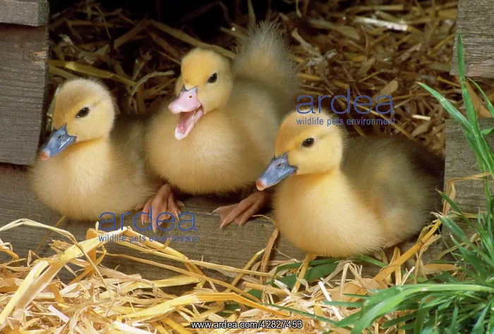  : Muscovy Ducklings