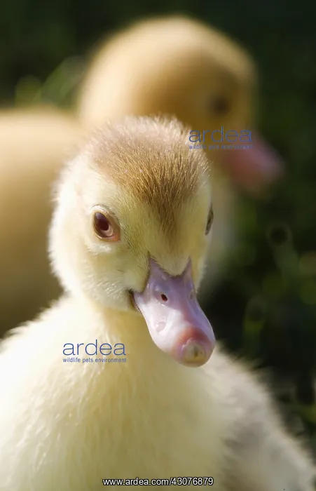 : Muscovy ducklings in the grass France : Muscovy ducklings in the grass France