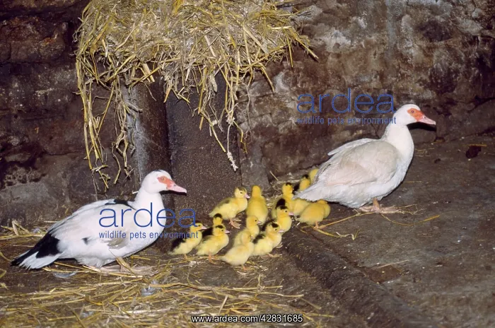  : Muscovy DUCKS - with ducklings