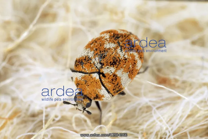 : Museum / Varied Carpet BEETLE - crawling over carpet : Museum / Varied Carpet BEETLE - crawling over carpet
