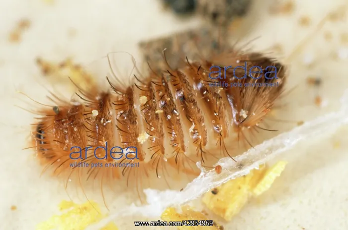 : Museum / Varied Carpet BEETLE - 'woolly bearI : Museum / Varied Carpet BEETLE - 'woolly bearI