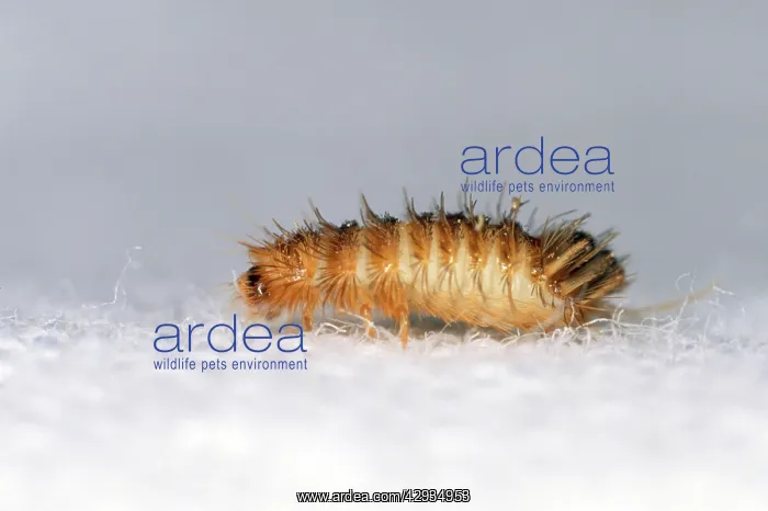 : Museum / Varied Carpet BEETLE - 'woolly bearI larvae : Museum / Varied Carpet BEETLE - 'woolly bearI larvae