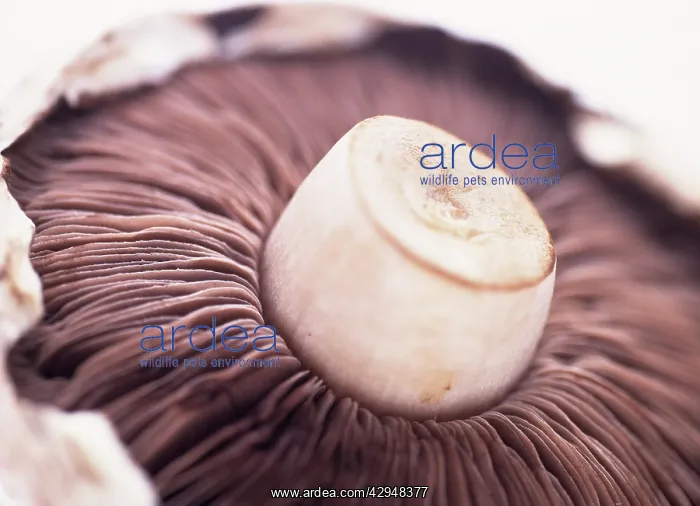 : Mushroom, Psalliota bisporus : Mushroom, Psalliota bisporus
