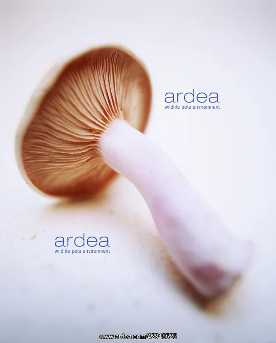 : Mushroom, Psalliota : Mushroom, Psalliota