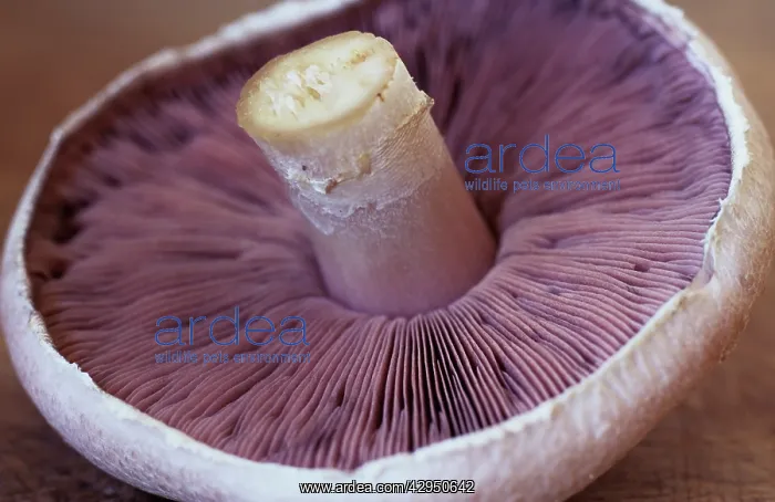 : Mushroom, Psalliota bisporus : Mushroom, Psalliota bisporus