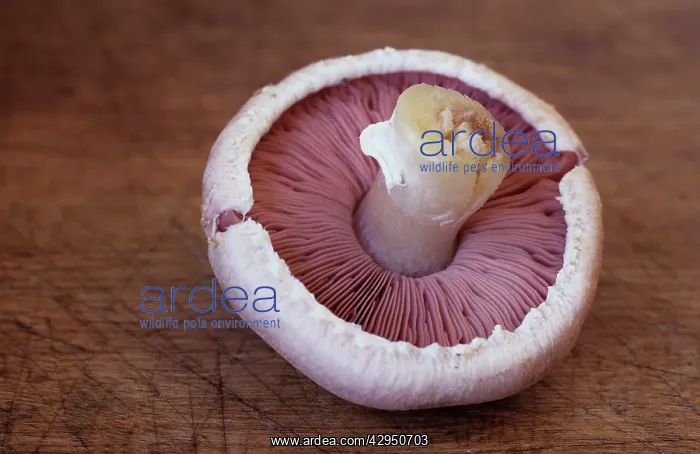 : Mushroom, Psalliota bisporus