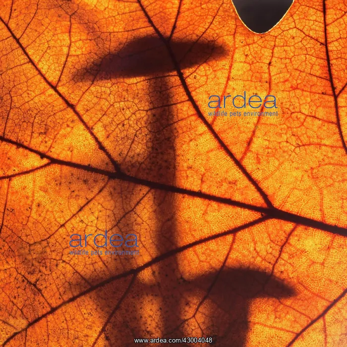: Mushroom silhouetted behind Autumn leaf : Mushroom silhouetted behind Autumn leaf