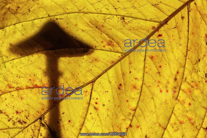 : Mushroom silhouetted behind Autumn leaf : Mushroom silhouetted behind Autumn leaf